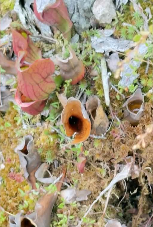 A mushroom nestled in the green forest floor