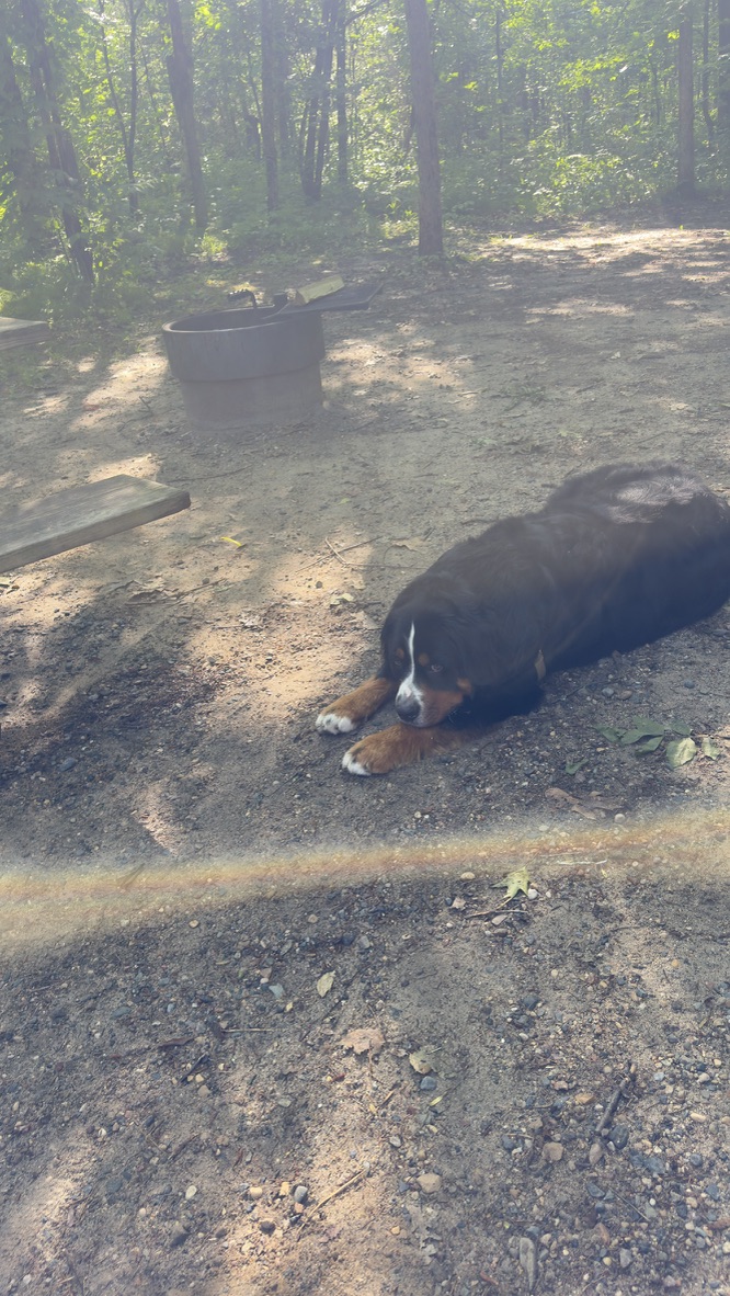 Charlie the Bernese Mountain Dog resting at our Itasca campsite