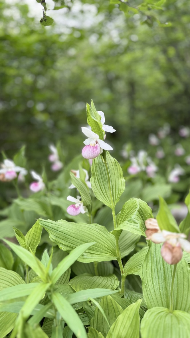 Pink-and-white lady’s slippers among green leaves