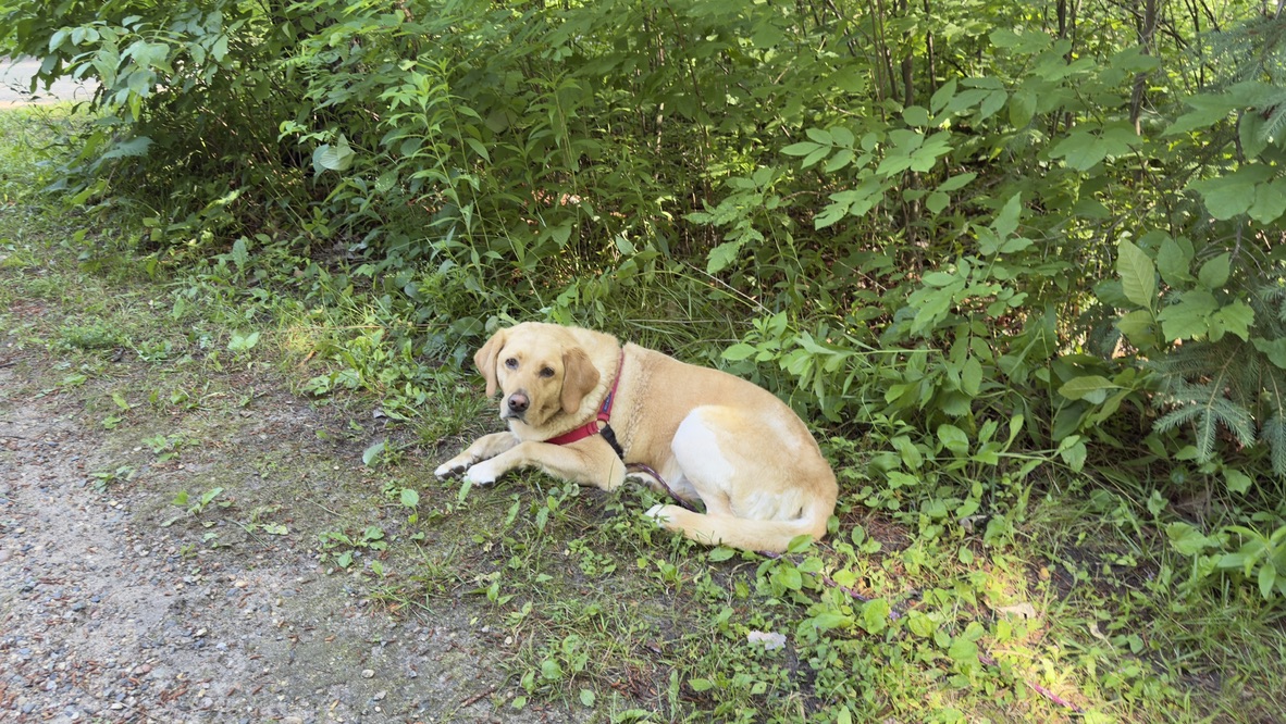 Maggie the yellow Labrador resting in the shade at Itasca