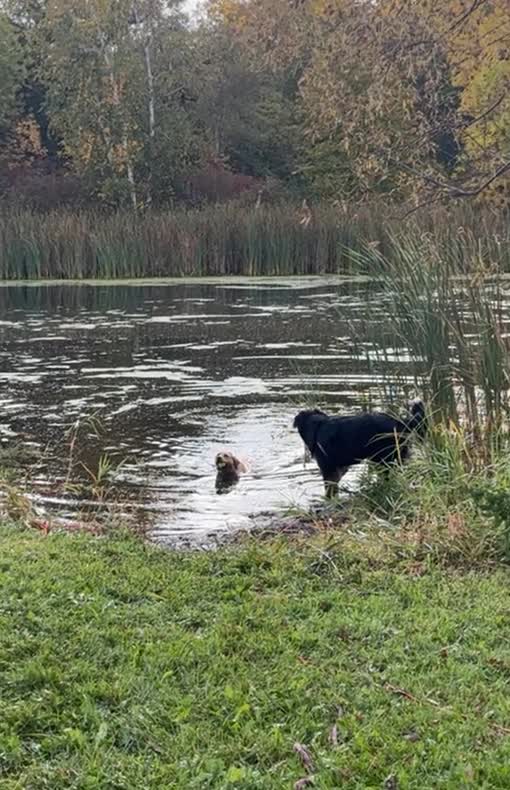 Charlie, our Bernese Mountain Dog, beside the lake
