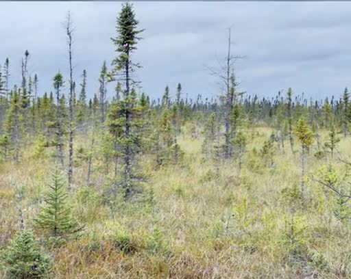 Wide open bog beneath a cloudy sky